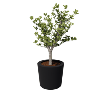 Jardinière en polyester - Conique - Ø 63 x 52 cm - RAL7021 mat (gris noir) - Avec fond