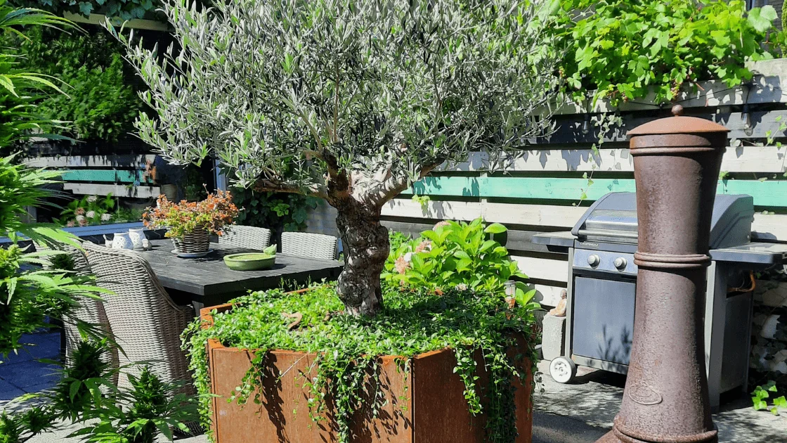 Olivier dans un grand pot de fleurs : choisir le bon pot et conseils d'entretien